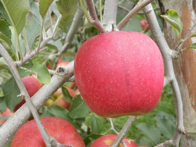紅玉信州りんご