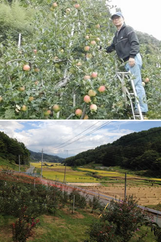 信州りんご、島田農園